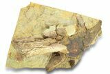 Dinosaur Vertebra Section in Sandstone - Wyoming #280403-1